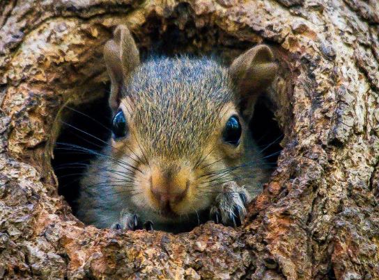 ¿Por qué las ardillas esconden las nueces?