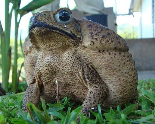 ¿Por qué los sapos se inflan?