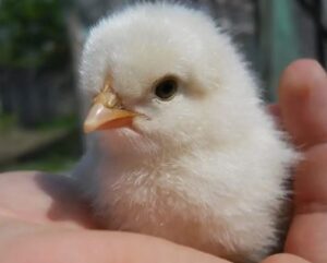 1. Tiene frío (la causa más común)