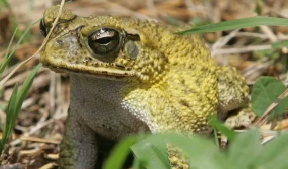 ¿Por qué los sapos vuelven al mismo lugar?