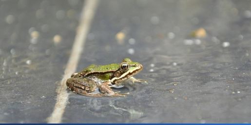 ¿Por qué llueven sapos?