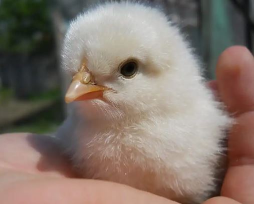 1. Tiene frío (la causa más común)