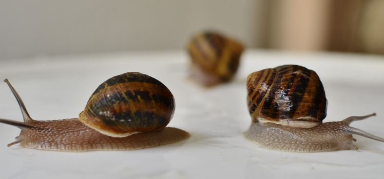 ¿Por qué hay caracoles en mi casa?
