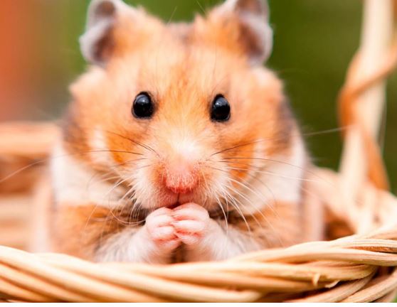 Qué significa que tu hámster se acicale frente a ti
