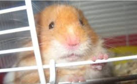 ¿Qué significa cuando un hámster muerde su jaula?