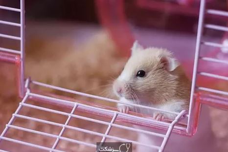 ¿Qué significa cuando un hámster se queda quieto?