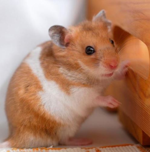 Cómo saber si tu hámster te tiene miedo