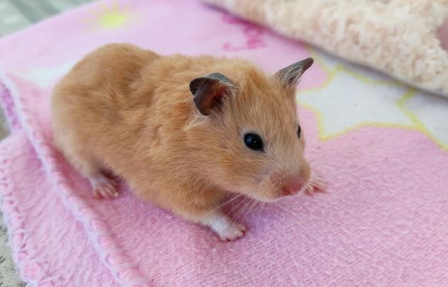 ¿Cómo saber si un hámster está estresado?