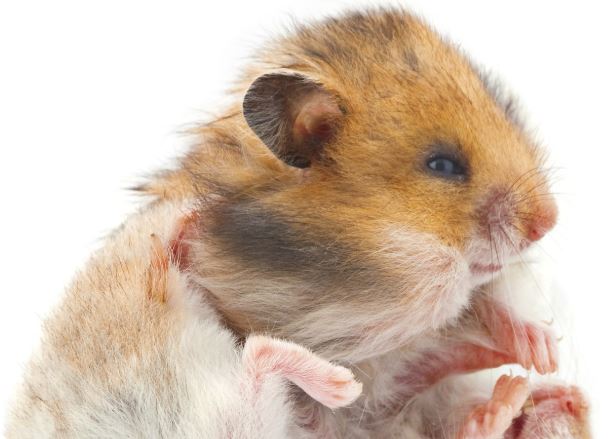 ¿Cómo se ve un hámster deprimido?