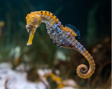 ¿El caballito de mar es vertebrado o invertebrado?